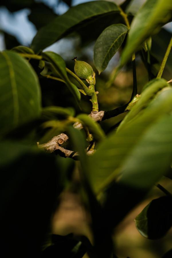 Walnut Tree * Whorouly